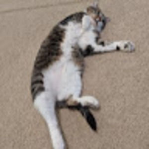 Meet your Posher, Maxwell